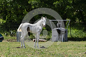 White foal staring with curiosity