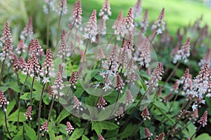 White foam flowers. Tiarella cordifolia in spring garden. photo