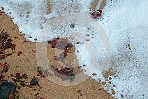 WHITE FOAM AND RED SEAWEED ON SAND