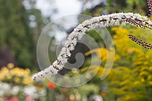 White foamflower & x28;Tiarella& x29; blooming photo