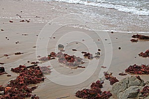 BACKWASH WATER ON BEACH WITH RED SEAWEED photo