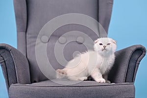 White fold Scottish breed kitten in a gray armchair in a photo studio