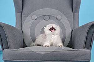 White fold Scottish breed kitten lies sleepy in a gray armchair and yawns, studio photography