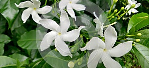 White folowers of Tabernaemontana divaricata on plant