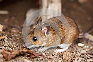 White footed mouse in spring