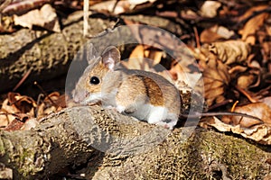 White footed mouse in spring