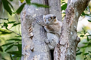 White-Footed Sportive Lemur photo