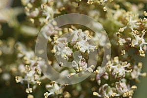 White forest flower.