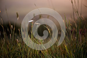 Forest flowers in a meadow at sunset summer day