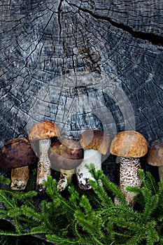 White forest mushrooms lie on a stump