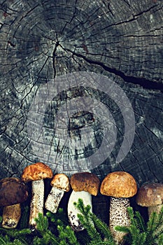 White forest mushrooms lie on a stump