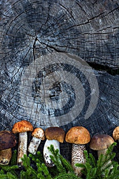 White forest mushrooms lie on a stump