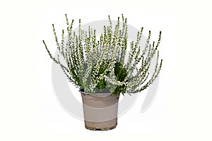 White form of `Calluna vulgaris` heather plant in flower pot on white background photo