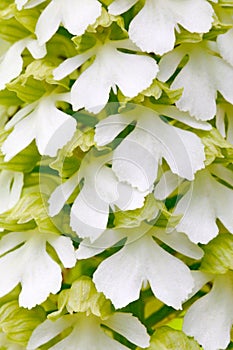 White form of Lady Orchid, Orchis purpurea, flowering European terrestrial wild orchid in nature habitat. Beautiful detail of