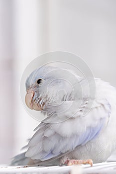 White Forpus Parrot is a cute little bird.