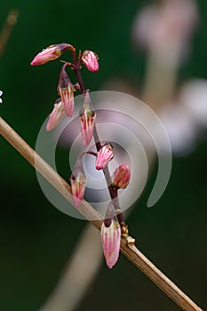 White forsythia Abeliophyllum distichum pink buds