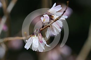 White forsythia Abeliophyllum distichum white flowers