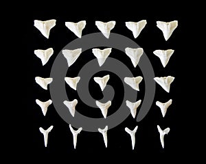 White fossilized shark teeth