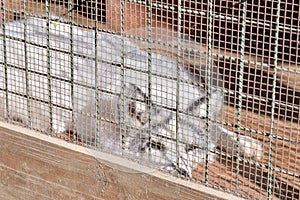 White fox in a cage