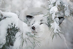 White fox fur in the snow in winter