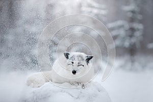 White fox fur in the snow in winter