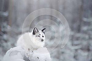 White fox fur in the snow in winter