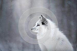 White fox fur in the snow in winter