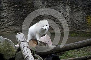 White fox in Point Defiance Zoo and Aquarium