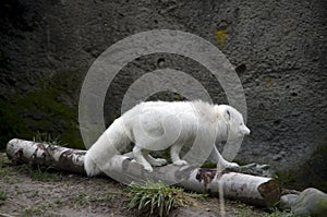 White fox in point defiance zoo and aquarium