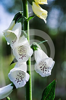 White foxgloves closeup in summer