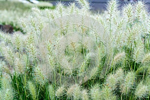 White foxtail flowers at the ruins of the architecturally significant Mesoamerican pyramids and green grassland located at at