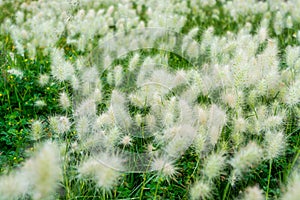 White foxtail flowers at the ruins of the architecturally significant Mesoamerican pyramids and green grassland located at at