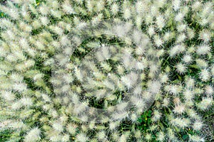 White foxtail flowers at the ruins of the architecturally significant Mesoamerican pyramids and green grassland located at at