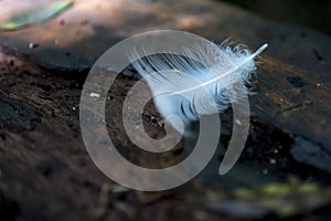 White feather on dark wood photo