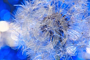 White fragile fluff of dandelion blowball on blue background. Parachut