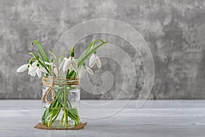 White fragile snowdrops in a glass jar with bow against gray background. Small beautiful bouquet of the first spring flowers