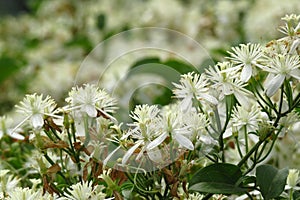 Blanco flores 
