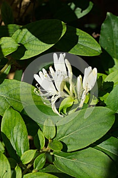 White fragnant jasmine flowers