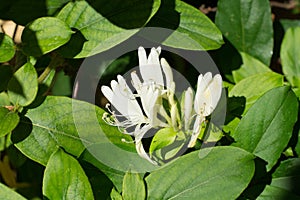 White fragnant jasmine flowers