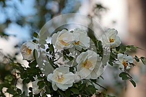 White fragrant flowers of rosa spinosissima Rosa pimpinellifolia blooming