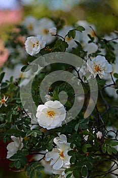 White fragrant flowers of rosa spinosissima Rosa pimpinellifolia blooming