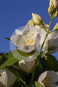 White fragrant jasmine flowers in the spring season