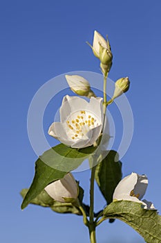 White fragrant jasmine flowers in the spring season