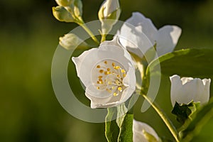 White fragrant jasmine flowers in the spring season