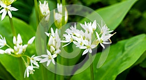 White fragrant very small flowers of wild garlic Allium ursinum or ramsons, buckrams broad-leaved garlic or bear`s garlic on gre