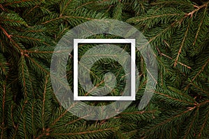 White frame on Christmas tree branches