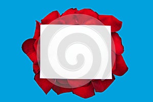 White frame empty, red rose petals on a blue background, top view. Beautiful floral pattern