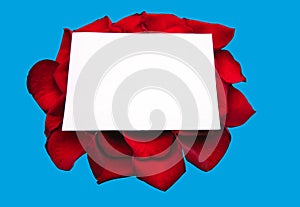 White frame empty, red rose petals on a blue background, top view. Beautiful floral pattern