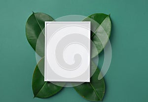 White frame mockup with beautiful big green ficus leaves on aquamarine background. Organic cosmetics wellness spa body care