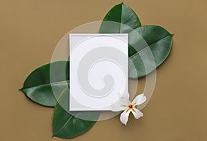 White frame mockup with beautiful big green ficus leaves tropical flower on olive brown background. Organic Cosmetics Wellness spa